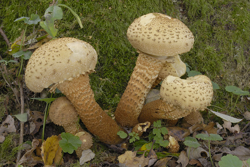Pholiota squarrosa